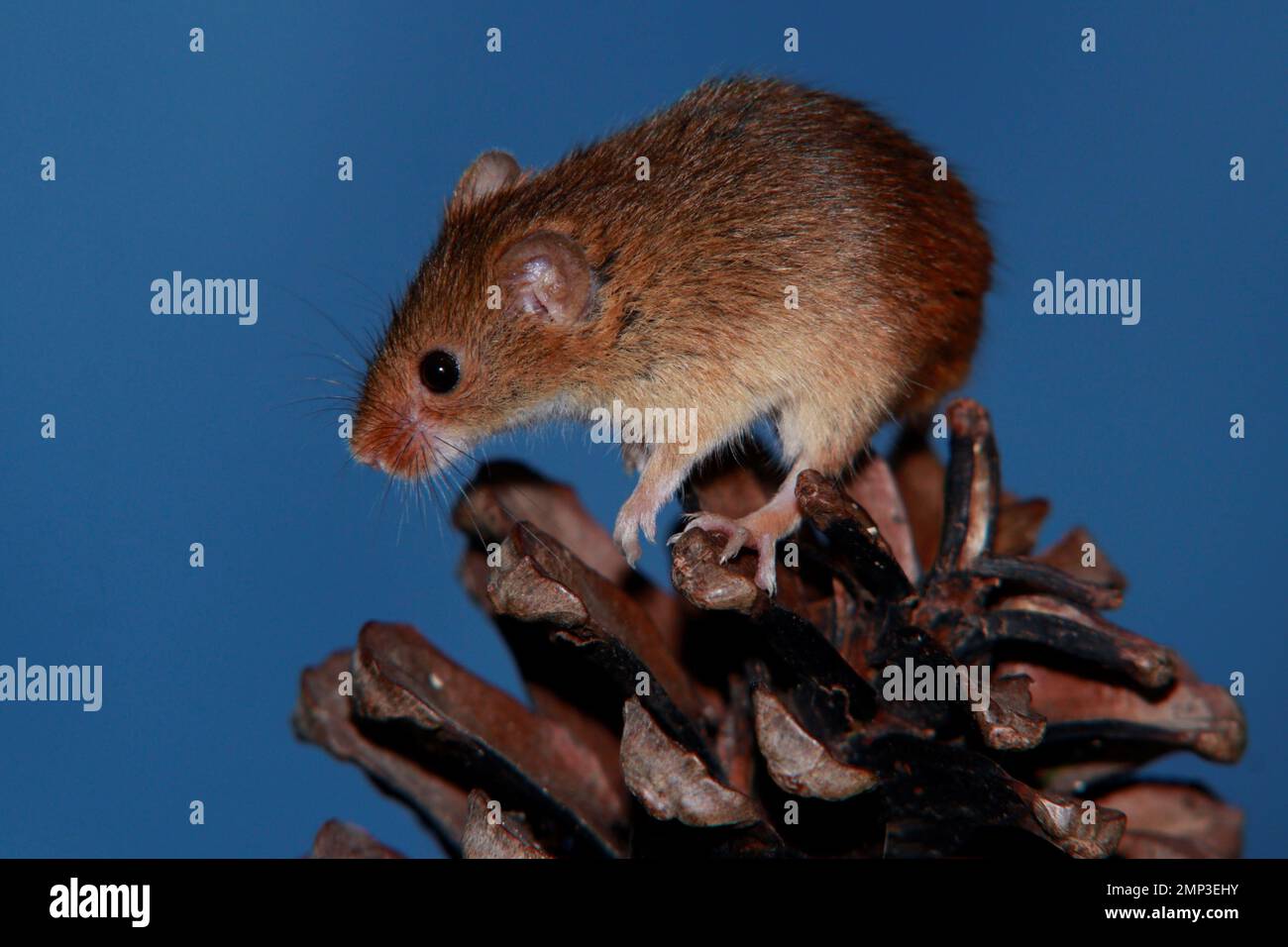 Harvest mouse Stock Photo