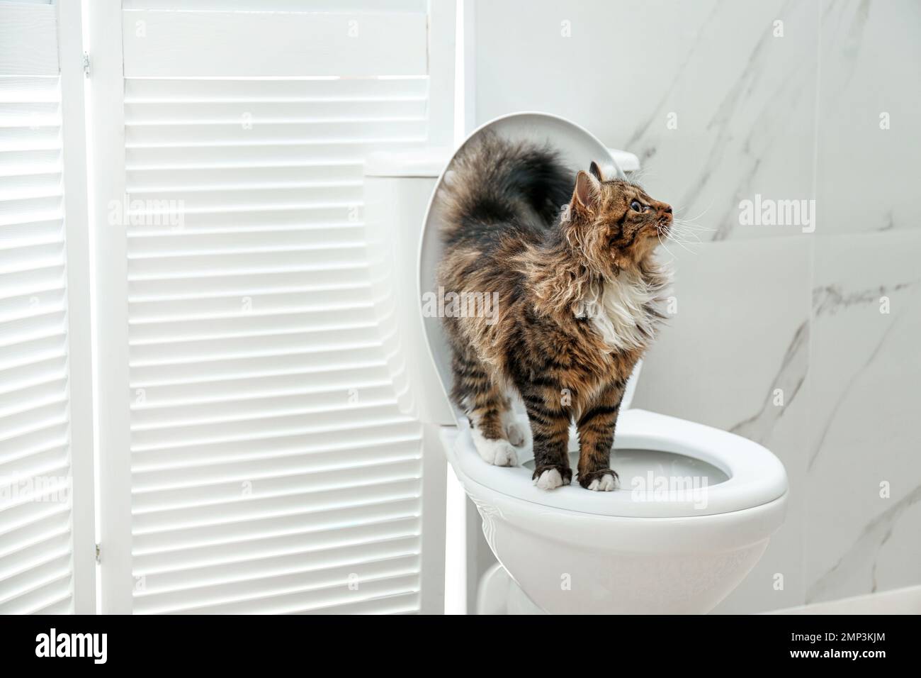 Cat clearance toilet bowl