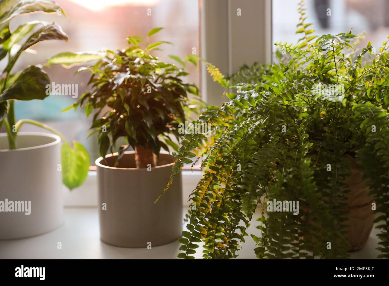 Different potted plants on window sill at home Stock Photo - Alamy