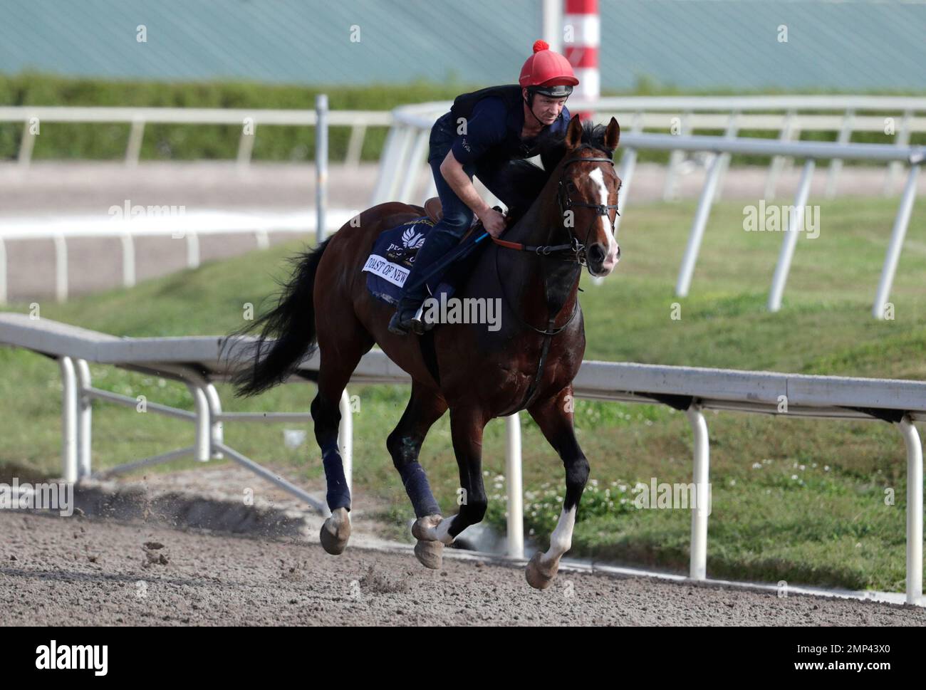 Exercise rider Jimmy McCarthy trains on Taste of New York at Gulfstream ...