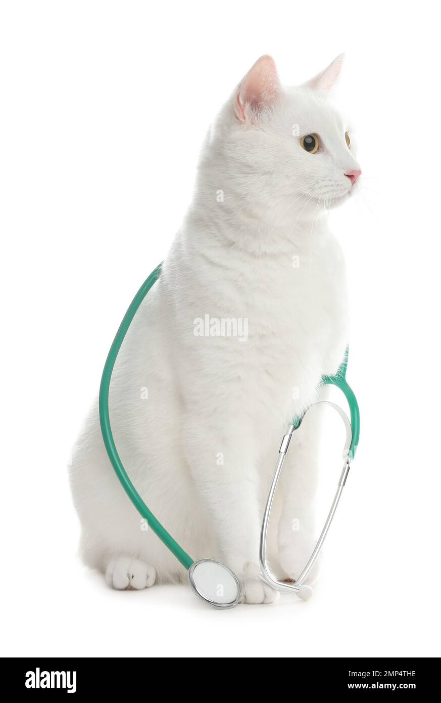 Cute cat with stethoscope as veterinarian on white background Stock