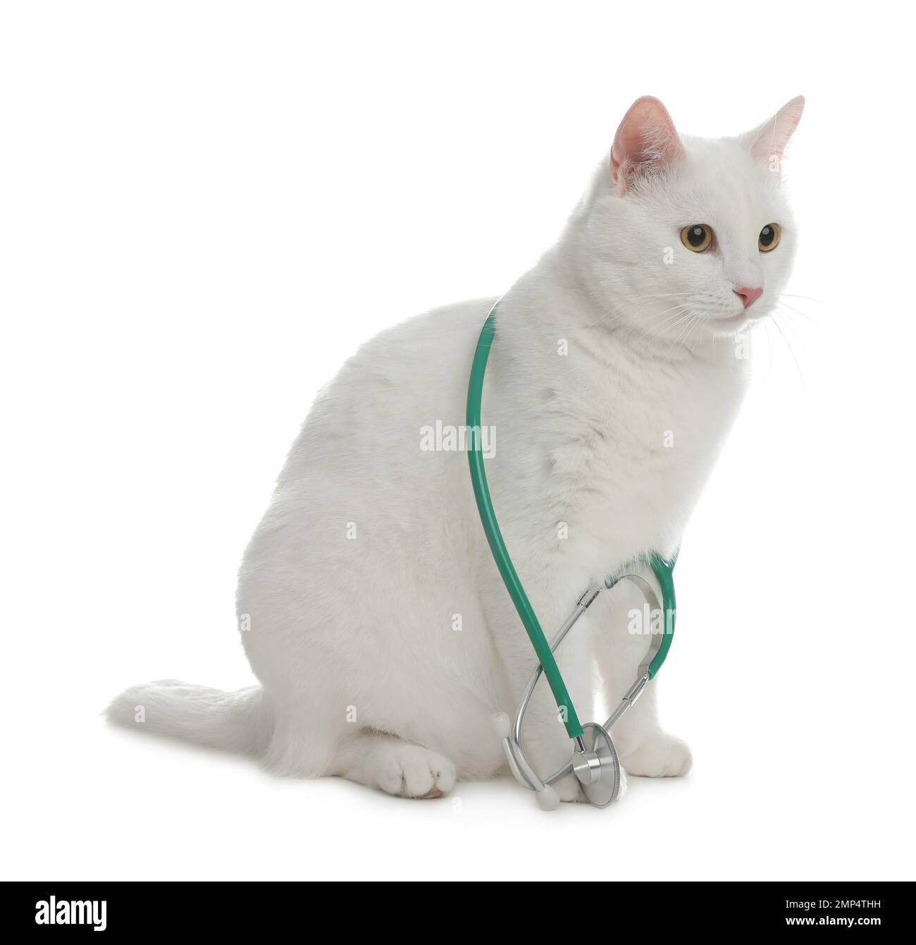 Cute cat with stethoscope as veterinarian on white background Stock