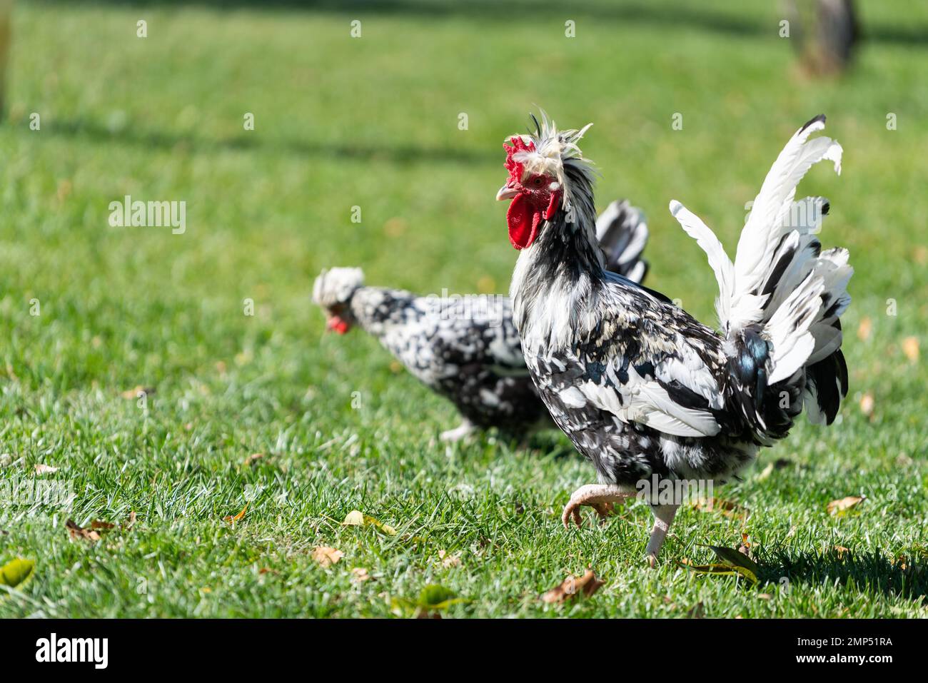 Free range Chicken Farm Stock Photo Alamy free-range-chicken-farm-stock-photo-alamy