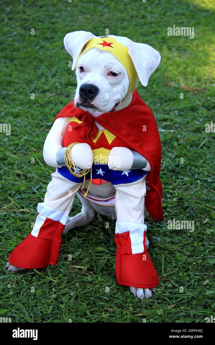 The 12th annual HAUTE DOG HOWL'OWEEN PARADE and human/dog costume