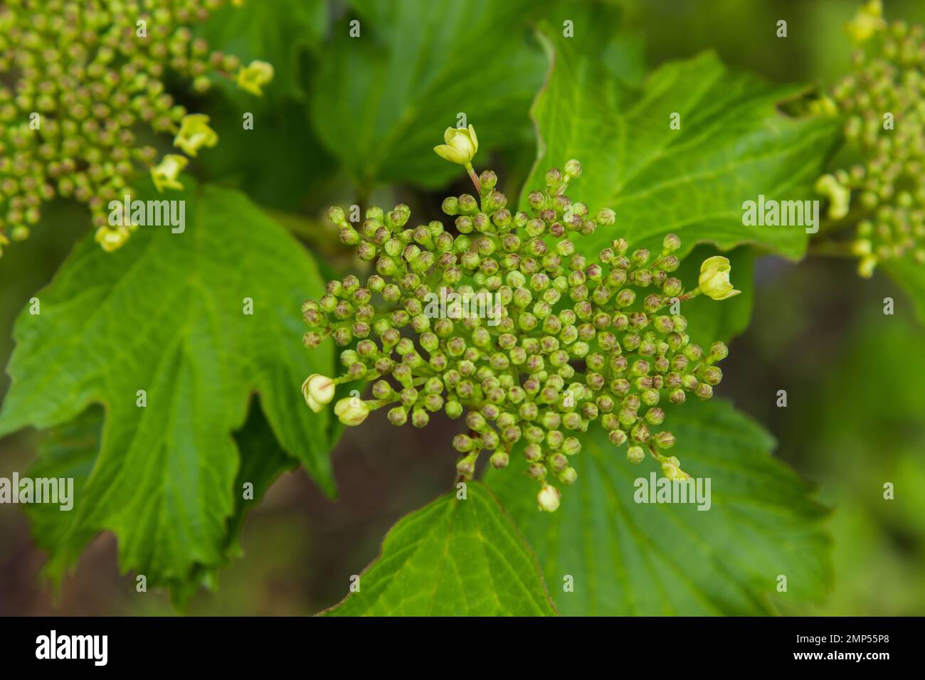 Viburnum flower with green leaves on sky background in sunny weather