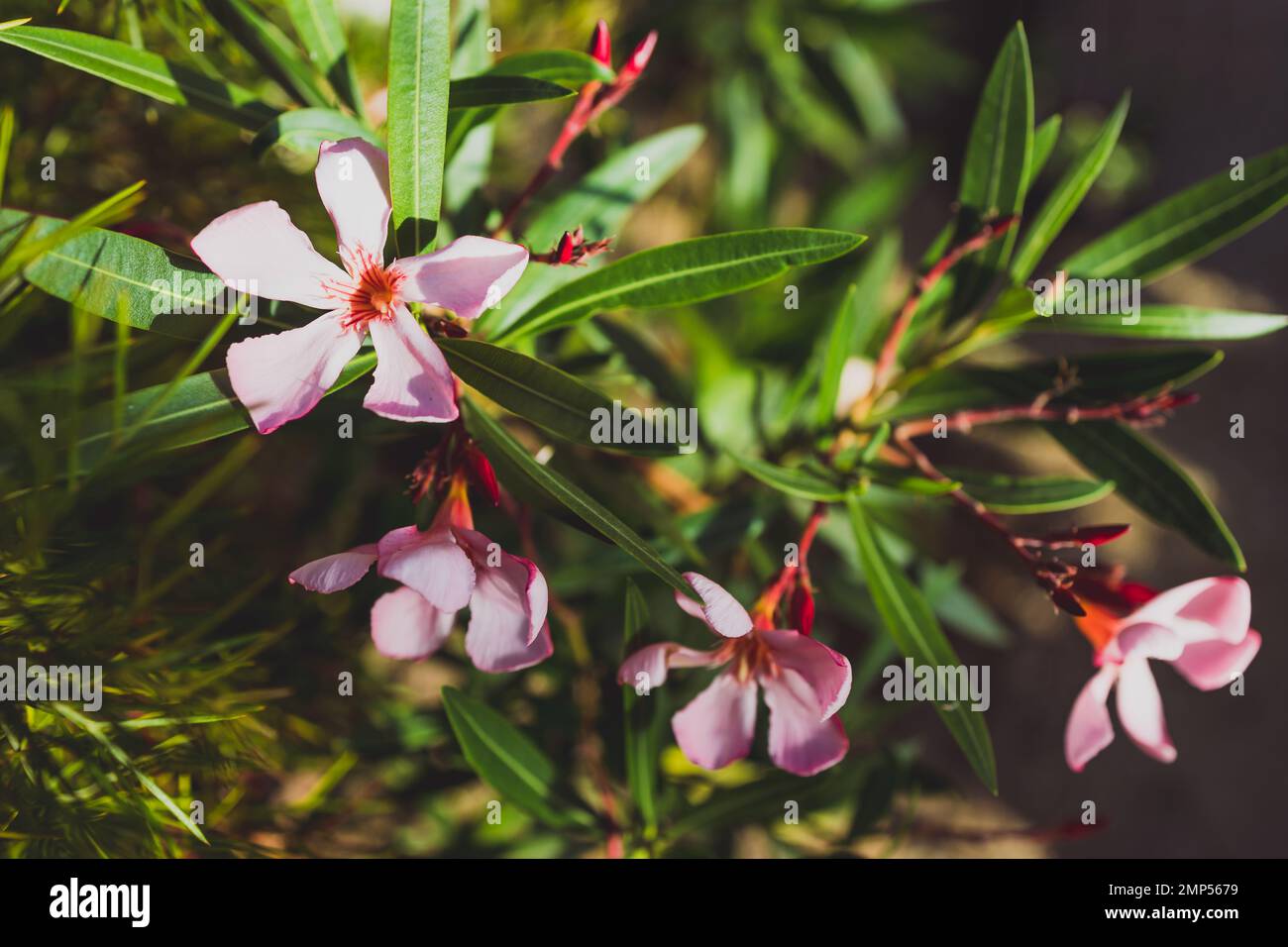 oleander plant with pink flowers outdoor in sunny backyard, close-up shot at shallow depth of field Stock Photo
