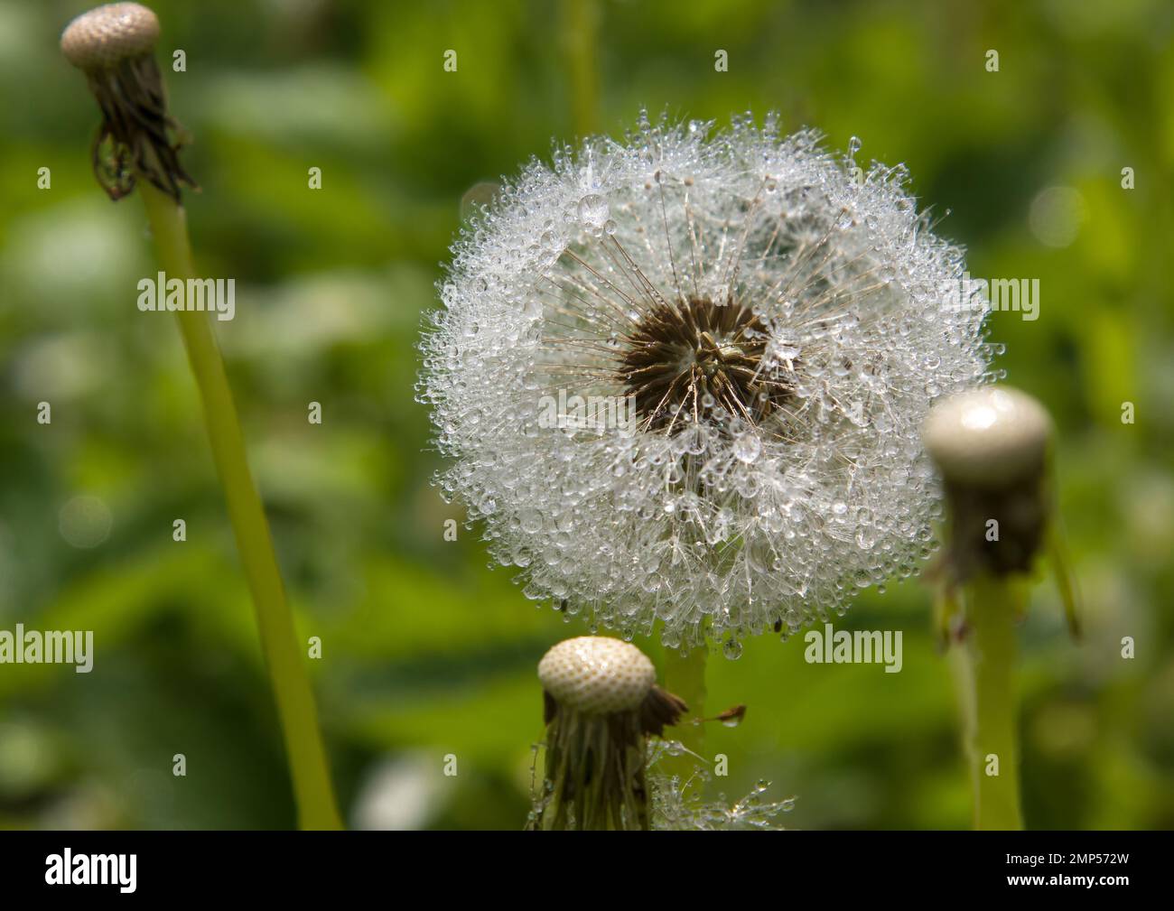 Dandelion dew drops in hi-res stock photography and images - Alamy