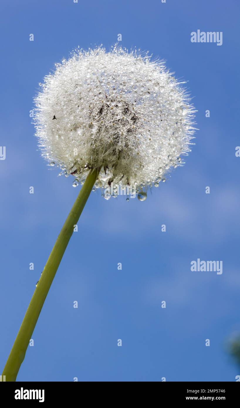 Seeds with drops hi-res stock photography and images - Alamy