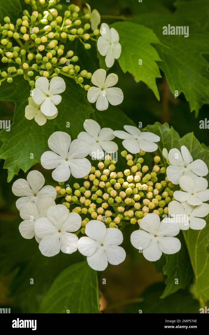 Viburnum flower with green leaves on sky background in sunny weather