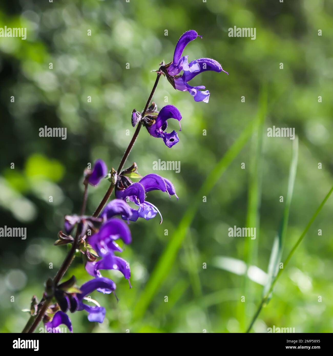 Blue purple wildflowers hi-res stock photography and images - Alamy
