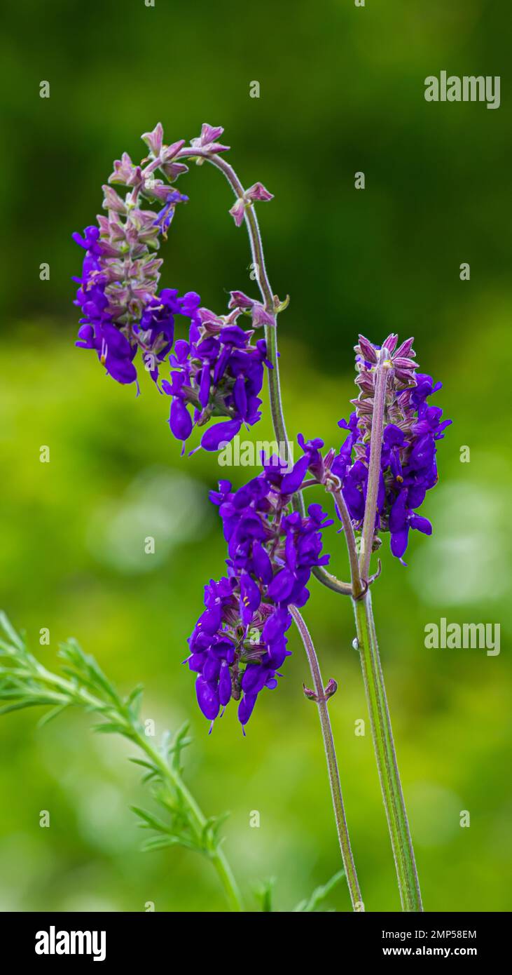 Blue purple wildflowers hi-res stock photography and images - Alamy