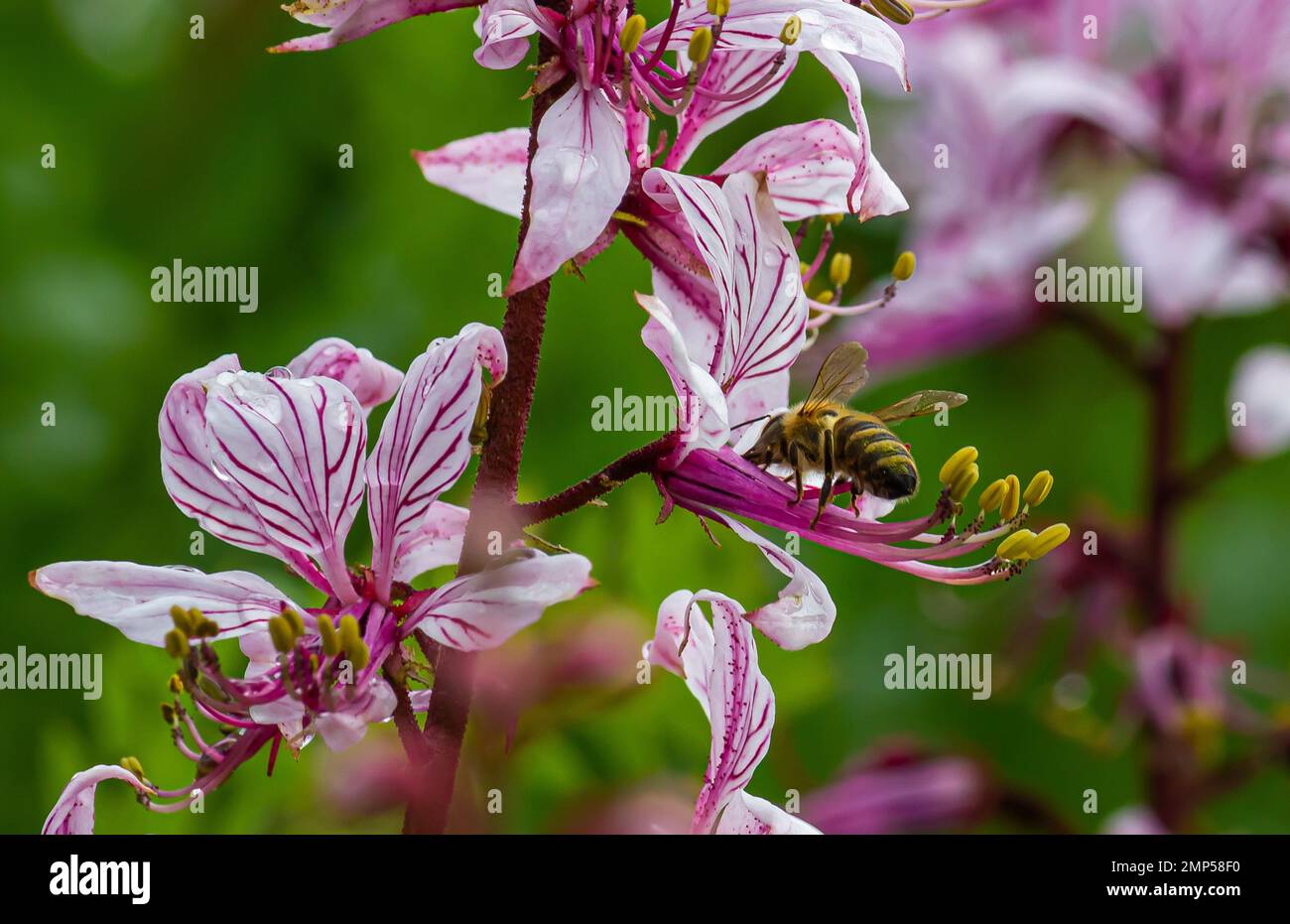 dictamnus is pollinated by bees. Pinkpurple flowers bloom in the wild