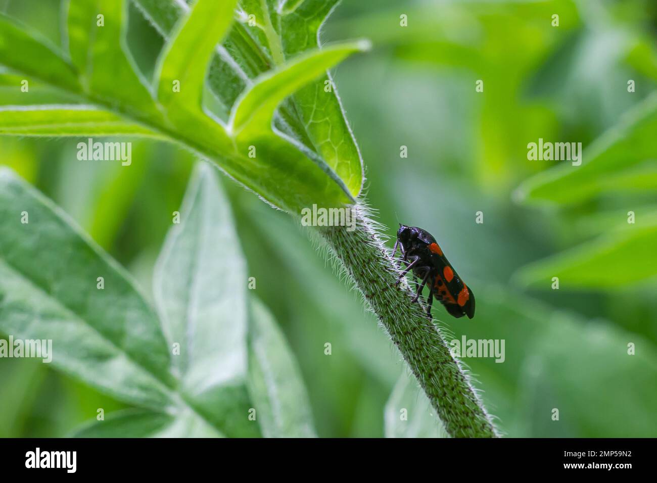 beetle in the green grass. The wild nature. Insects Stock Photo - Alamy