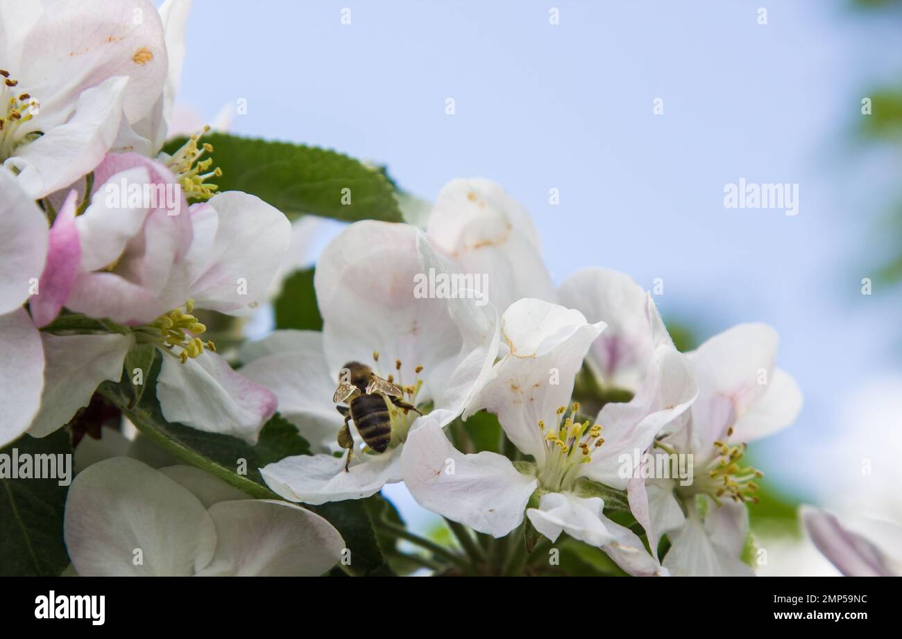 apple tree blooms in the garden. bees collect nectar and pollen Stock