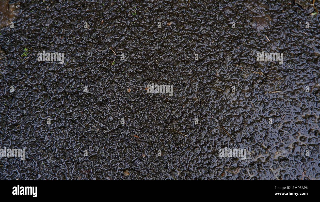 Old Cement Floor Texture With Black Moss, Wet And Slippery Stock Photo ...