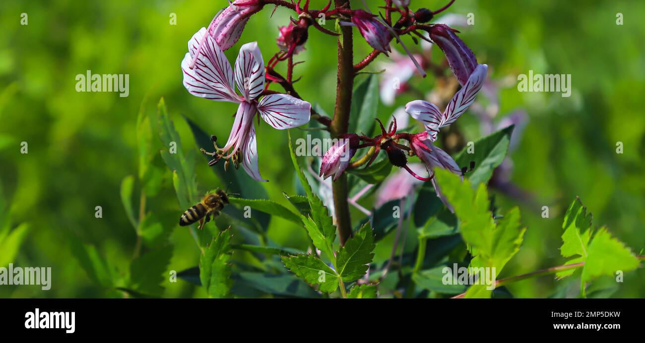 dictamnus is pollinated by bees. Pinkpurple flowers bloom in the wild