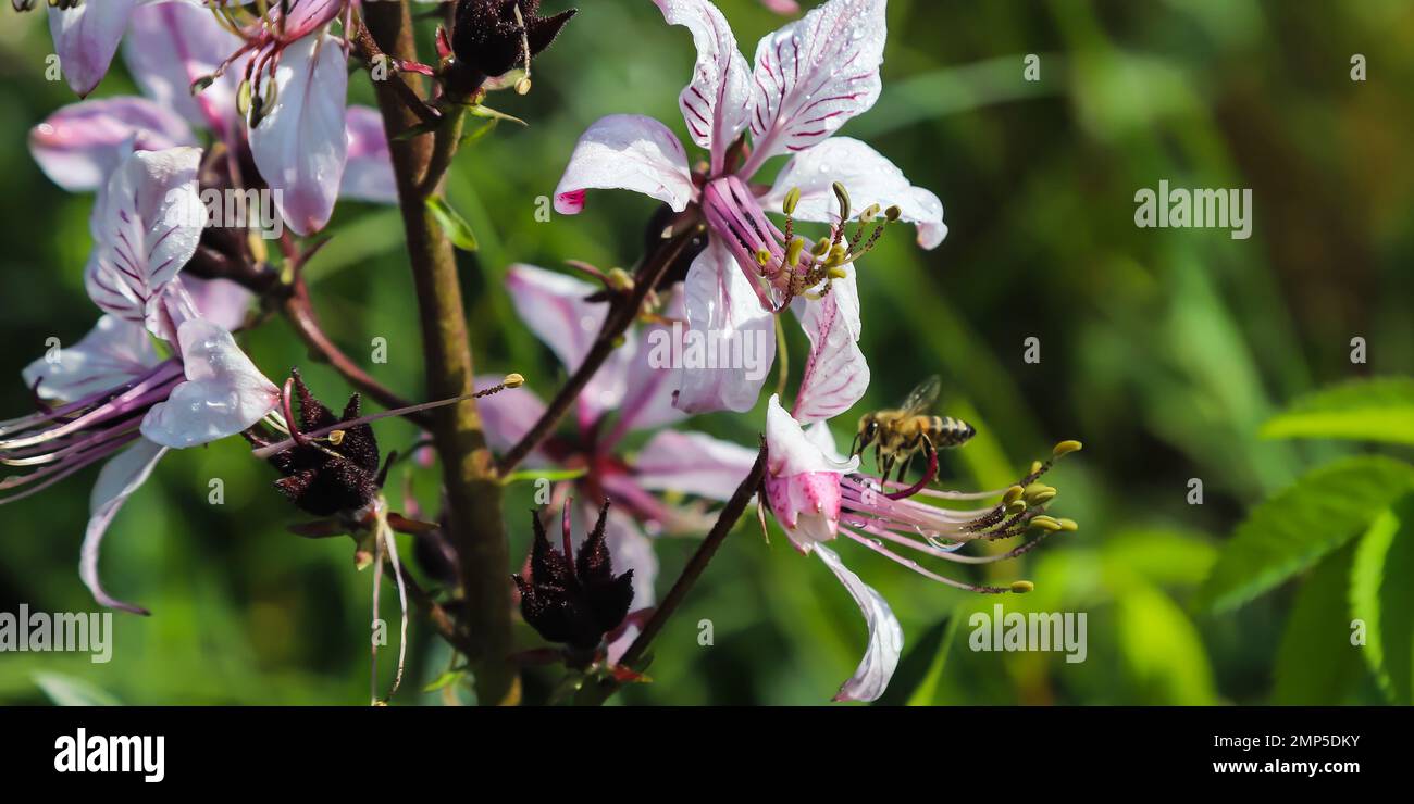 dictamnus is pollinated by bees. Pinkpurple flowers bloom in the wild