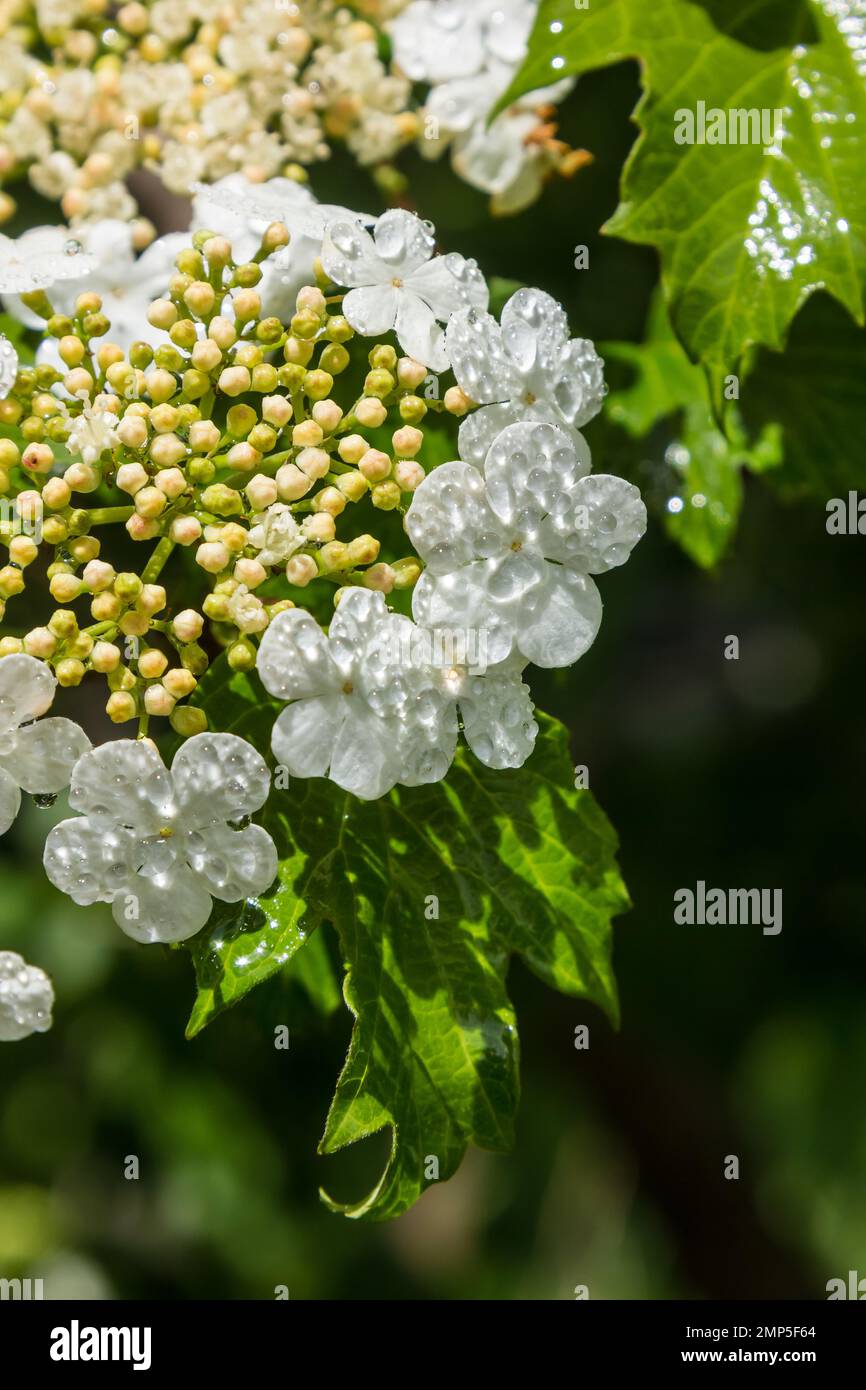 Viburnum flower with green leaves on sky background in sunny weather