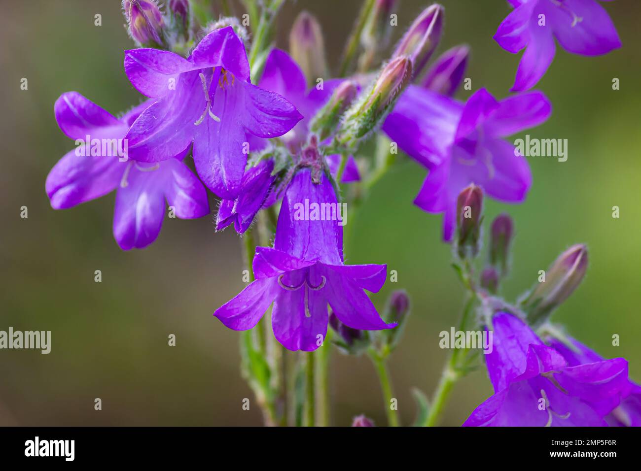 purple wildflowers in a field and meadow. summer sunny day Stock Photo ...