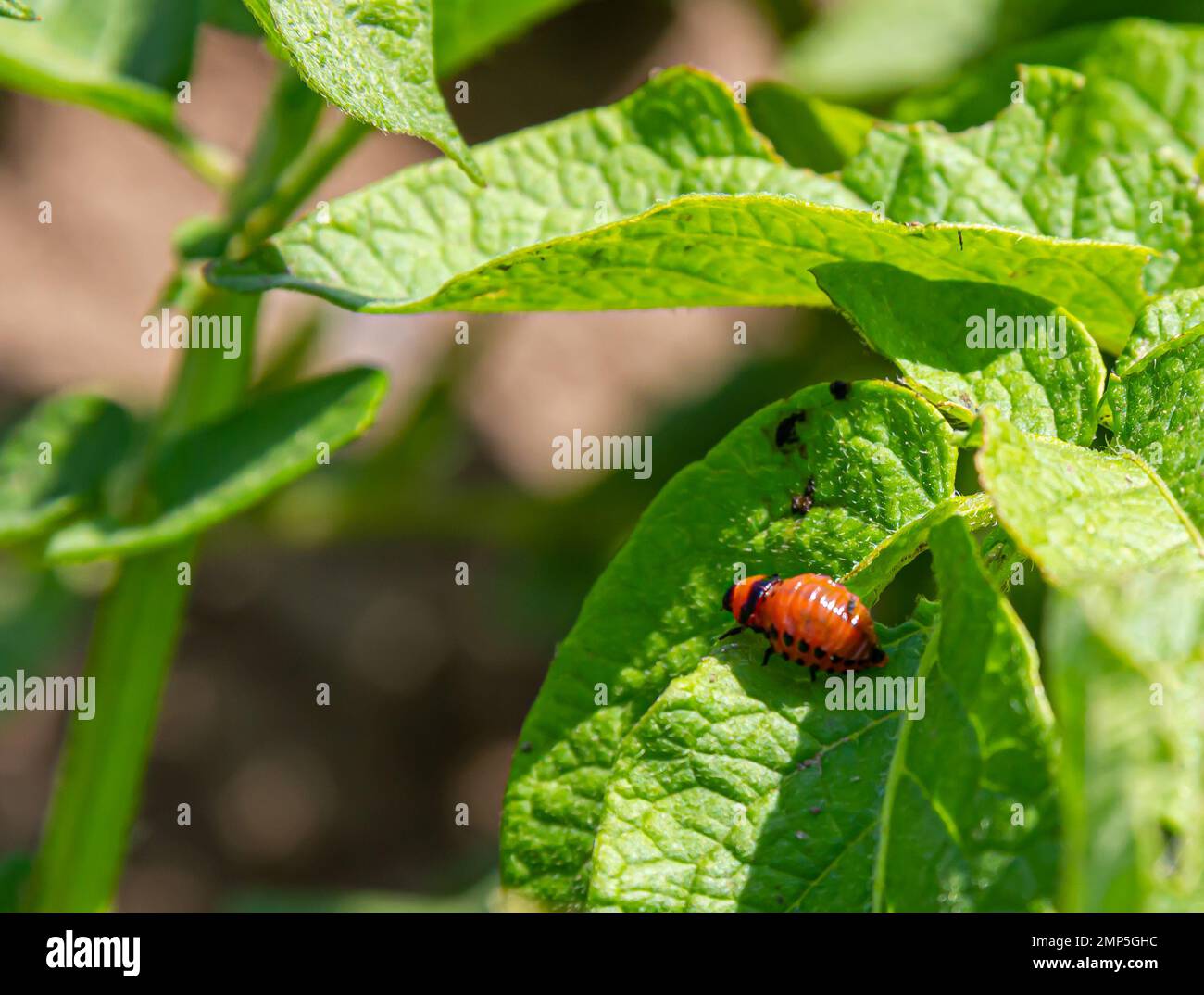 Colorado potato beetle larvae on a potato leaf. agricultural pests ...