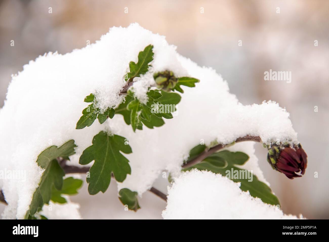 Snow on the green leaves of the plant close up Stock Photo - Alamy