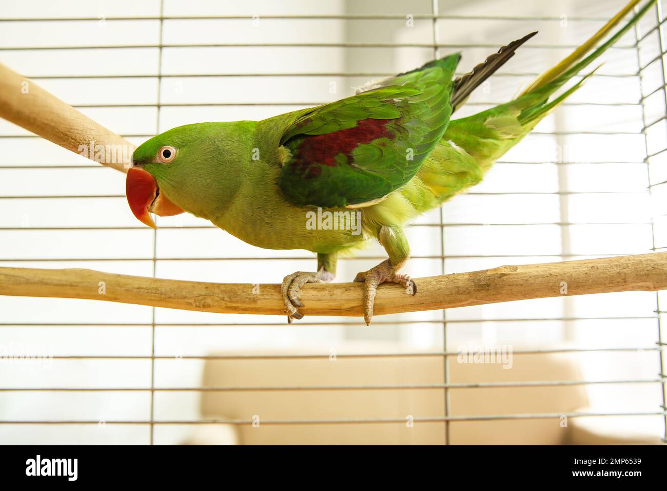 Beautiful Alexandrine Parakeet On Branch In Cage Stock Photo Photo Inspiration