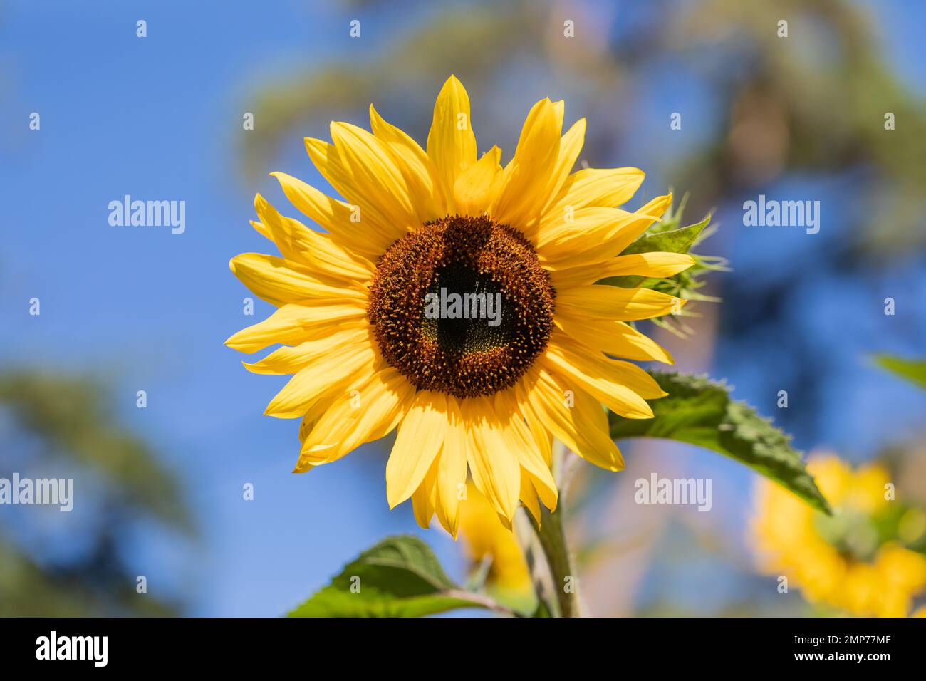 Yellow sunflower, Helianthus annuus closeup. Dorset, England, UK Stock Photo