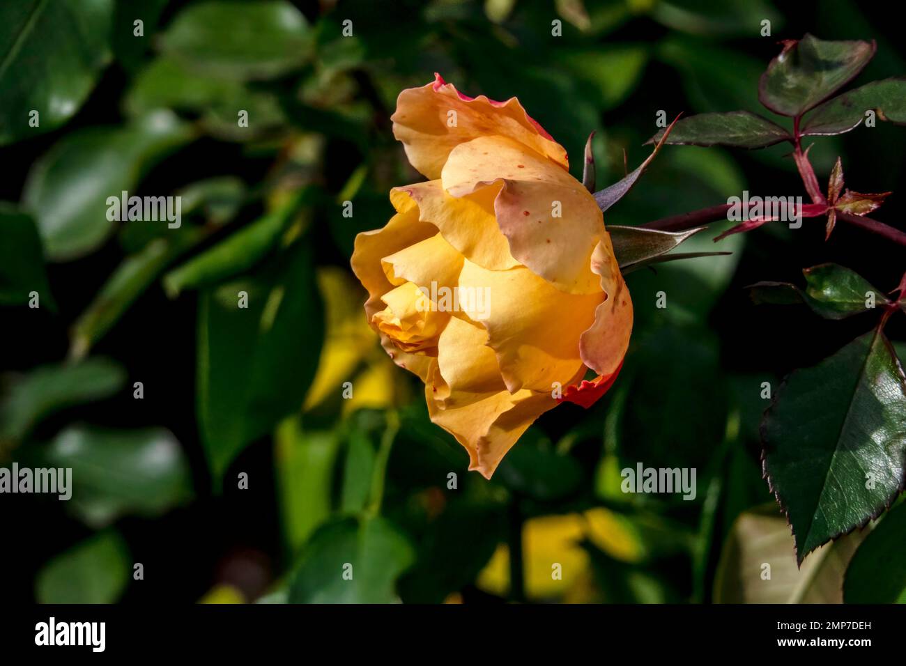Beautiful yellow rose flower close-up in a garden on a blurred background. Stock Photo
