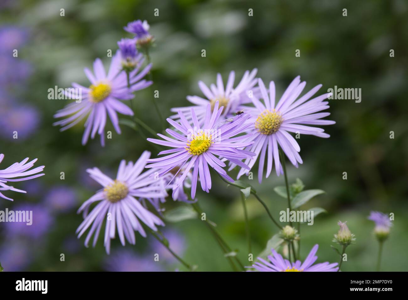 Pale purple Autumn flowers of Aster × frikartii 'Mönch, also known as Michaelmas daisy in UK garden Sptember Stock Photo