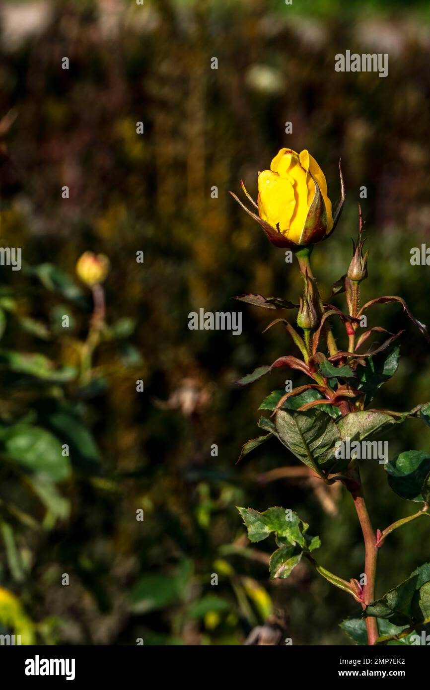 Beautiful yellow rose flower close-up in a garden on a blurred background. Stock Photo