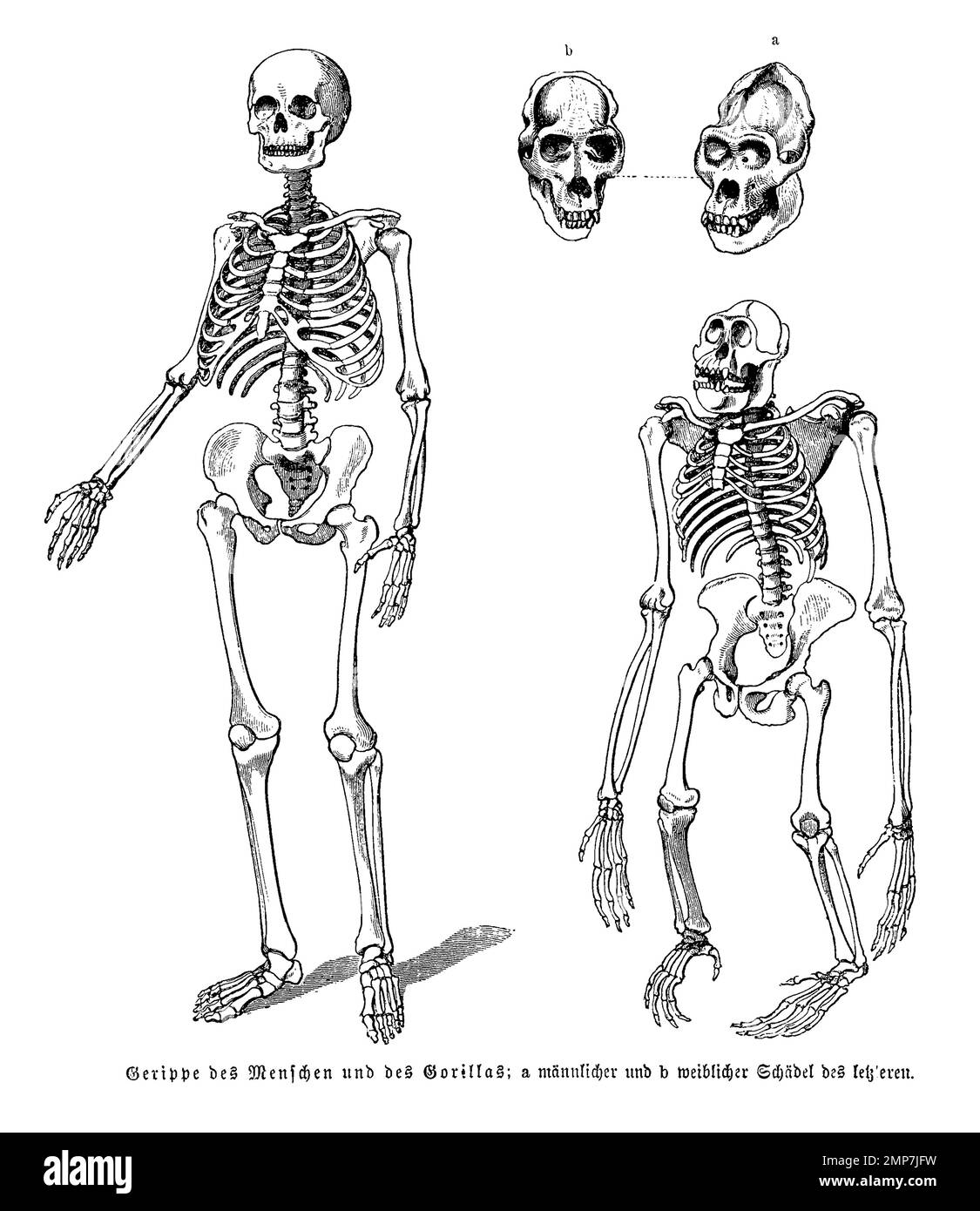 Evolution, Skelett, Gerippe des Menschen und des Gorilla im Vergleich, digital restaurierte Reproduktion einer Originalvorlage aus dem 19. Jahrhundert, genaues Originaldatum nicht bekannt Stock Photo