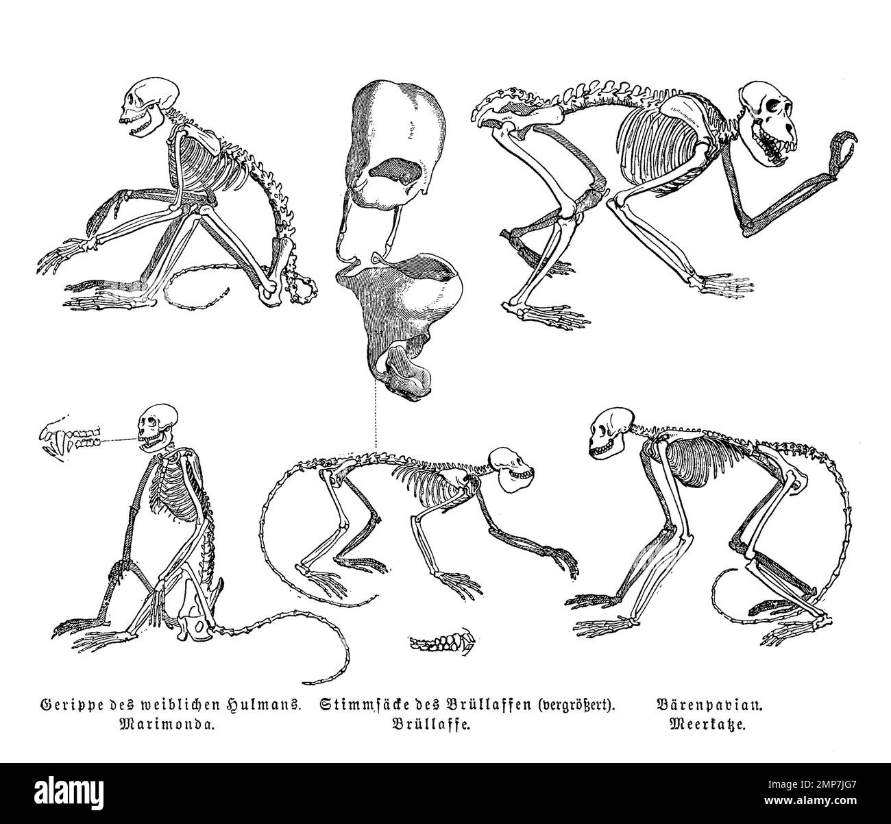 Evolution, Skelett, Gerippe des Hulmans, Brüllaffe und Meerkatze, Affenarten, digital restaurierte Reproduktion einer Originalvorlage aus dem 19. Jahrhundert, genaues Originaldatum nicht bekannt Stock Photo