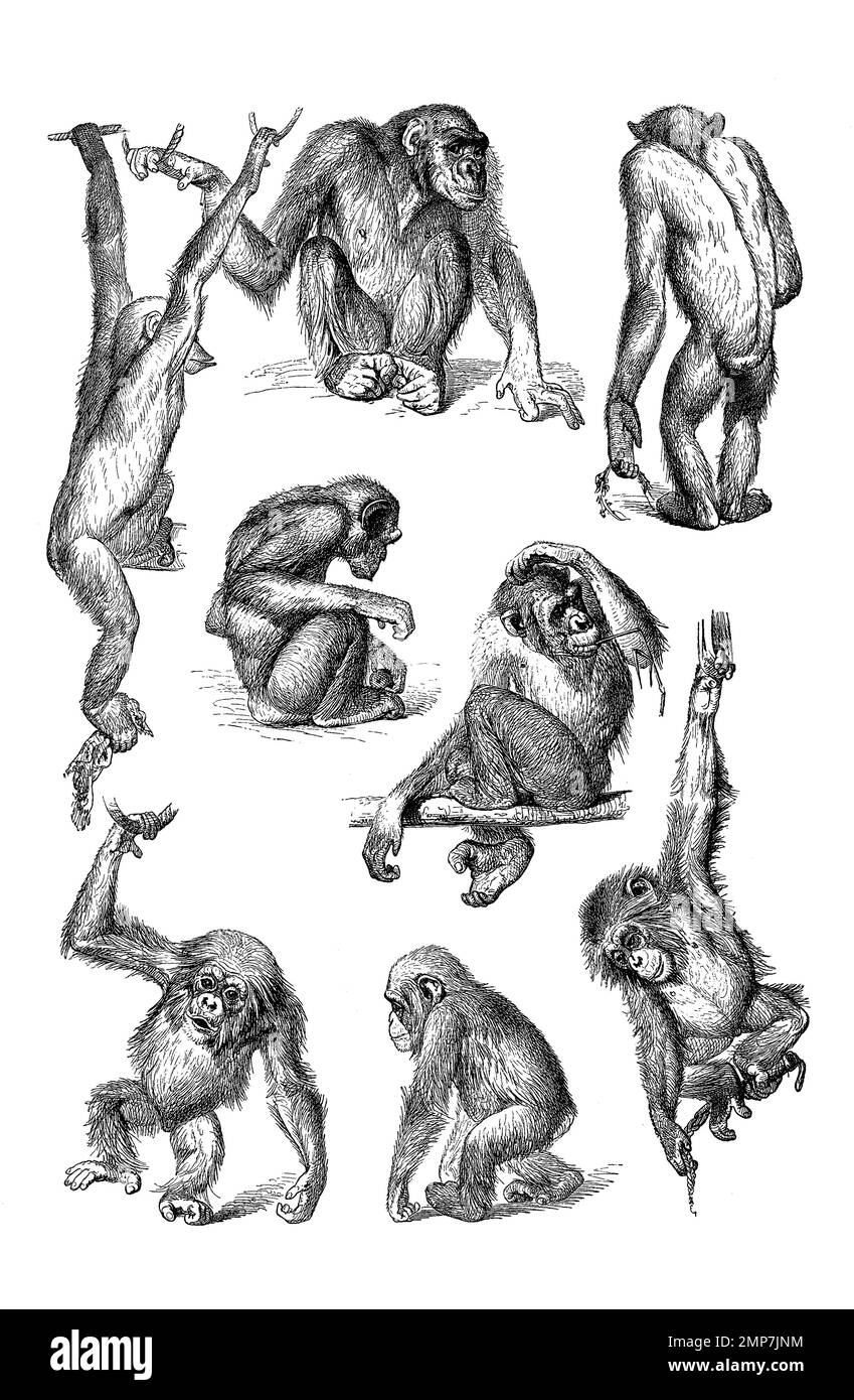 Bewegungsstudie, Stellungen verschiedener Menschenaffen, Schimpansen, digital restaurierte Reproduktion einer Originalvorlage aus dem 19. Jahrhundert, genaues Originaldatum nicht bekannt Stock Photo