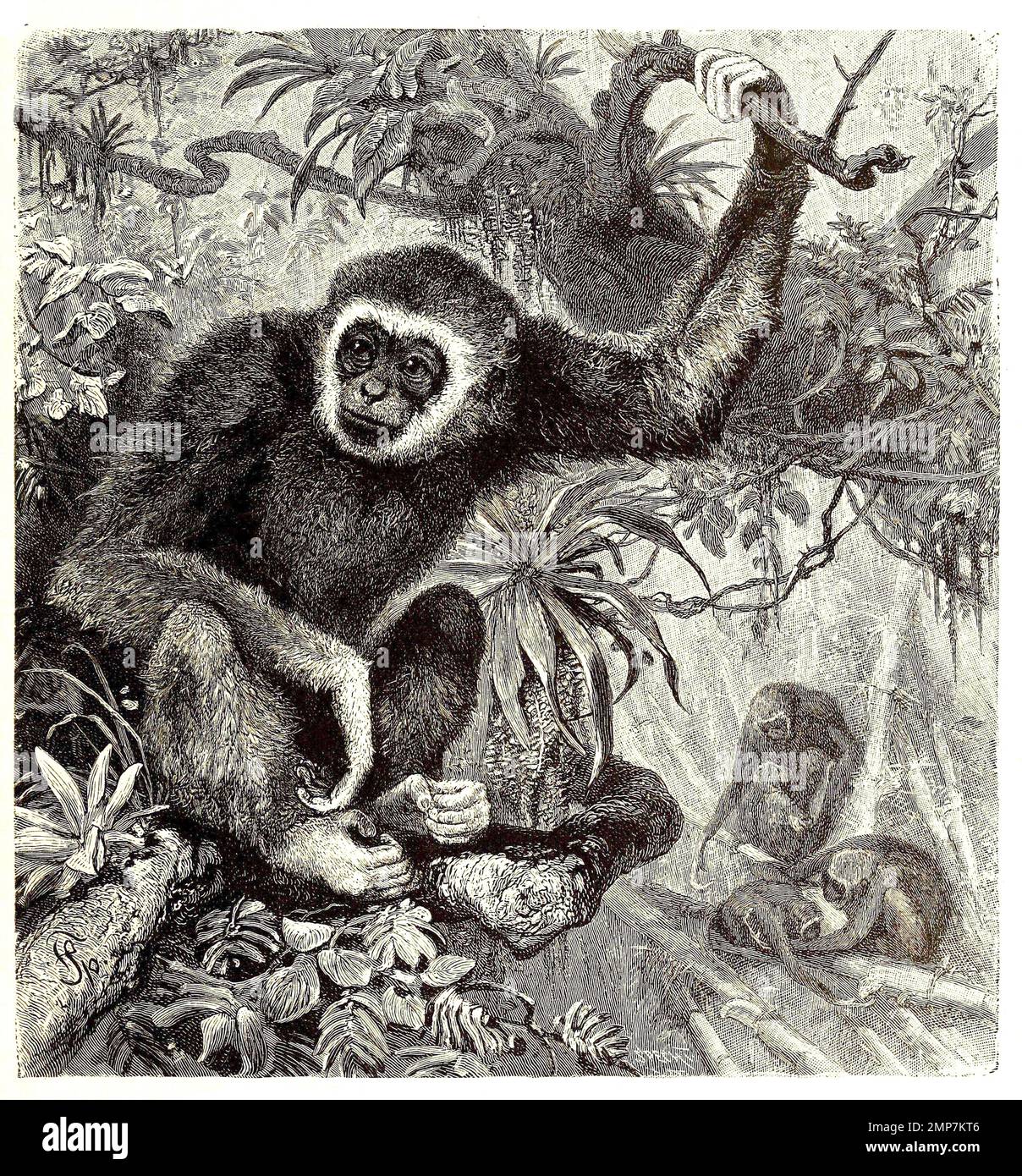 Weißhandgibbon oder Lar, Hylobates lar, digital restaurierte