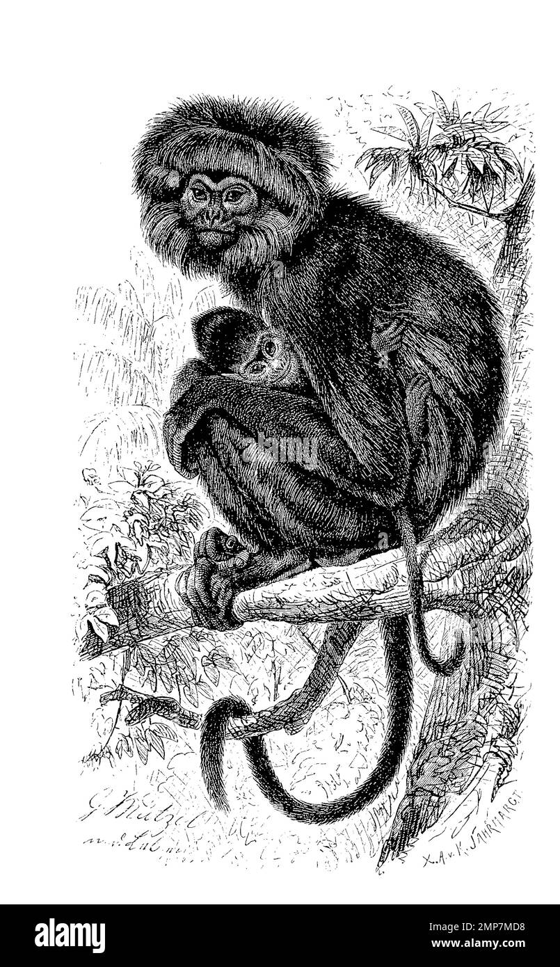 Budeng, Semnopithecus maurus, eine Primatenart aus der Gruppe der ...