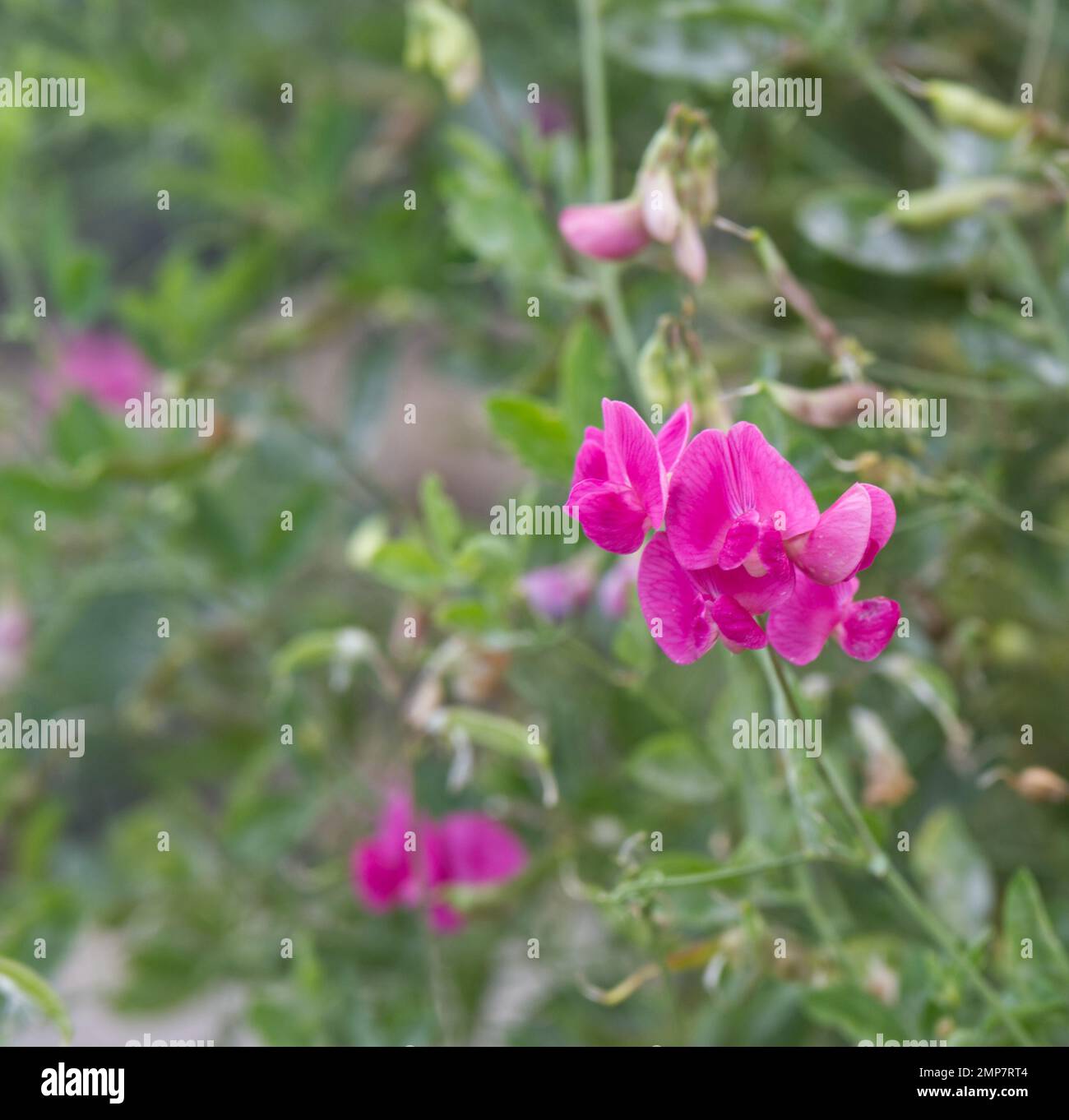 Bright pink flowers of food crop Earthnut Pea, also known as Lathyrus tuberosus or Tuberous pea plant in UK garden September Stock Photo