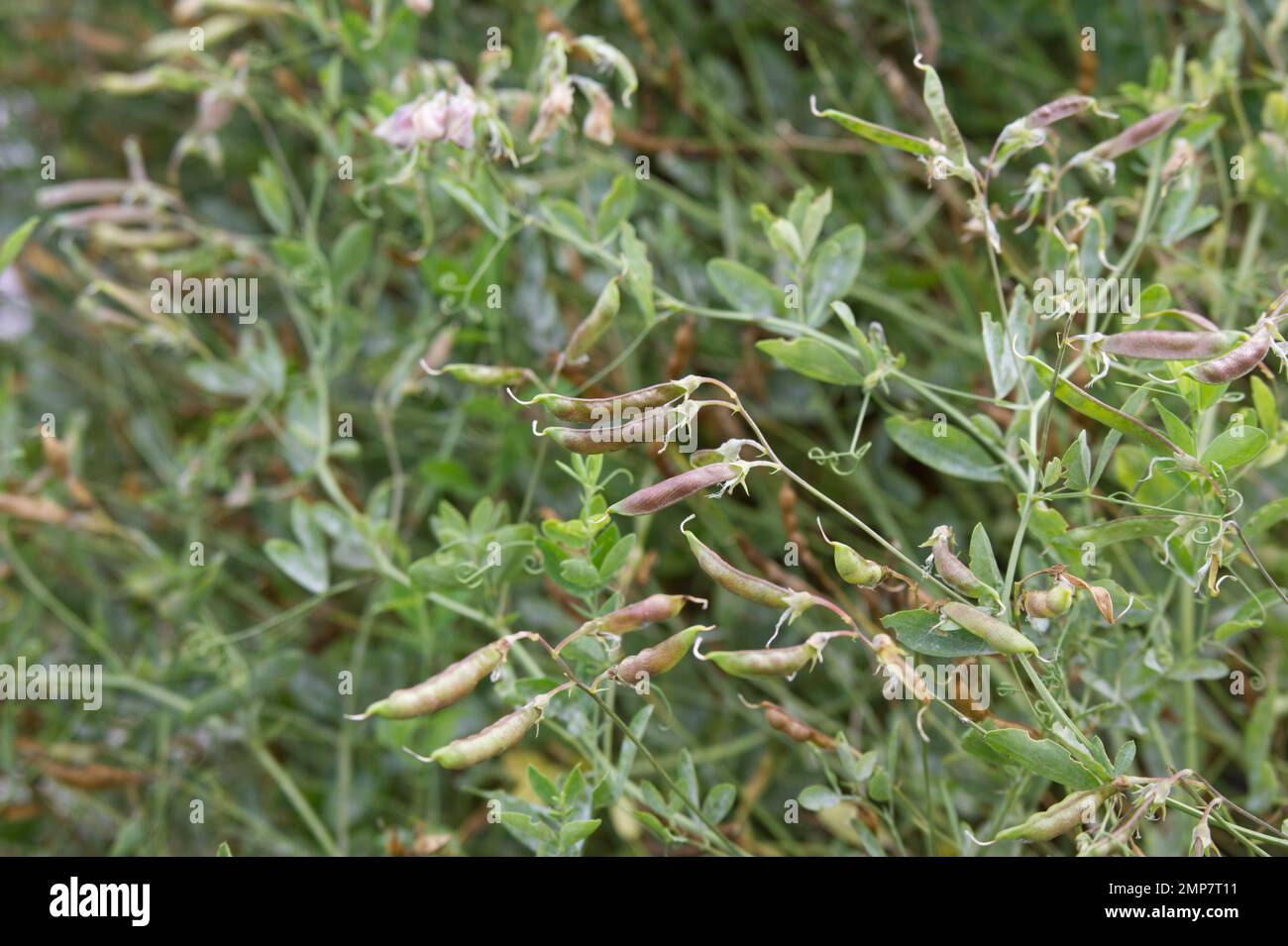 Seed pods of Earthnut Pea, also known as Lathyrus tuberosus or Tuberous pea Plant in UK garden September Stock Photo
