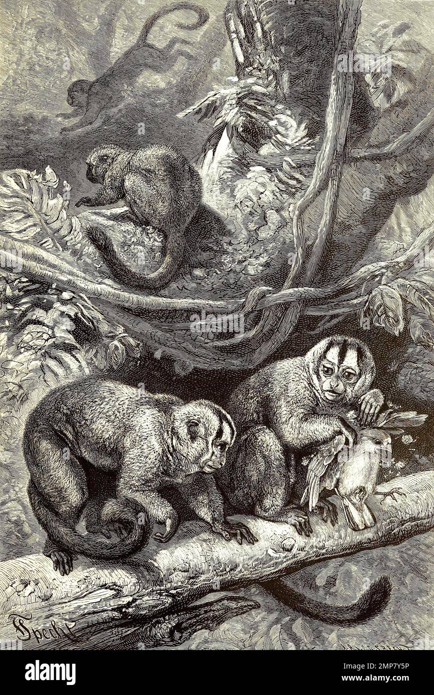Nachtaffen, Aotus, Aotidae, eine Primatengattung und -familie aus der Gruppe der Neuweltaffen. Nachtaffen sind die einzigen nachtaktiven Affen, digital restaurierte Reproduktion einer Originalvorlage aus dem 19. Jahrhundert, genaues Originaldatum nicht bekannt Stock Photo
