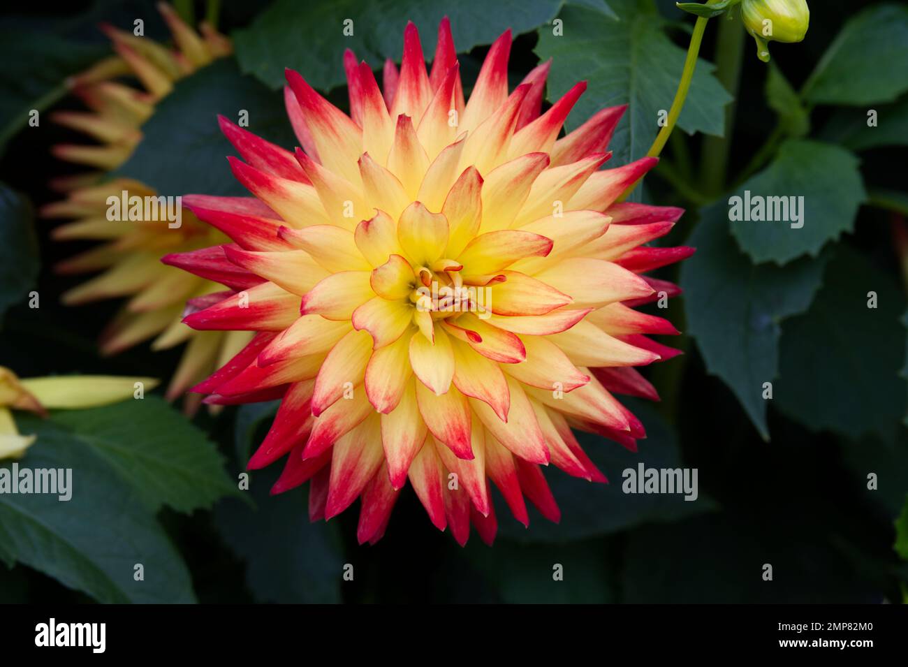 Red and yellow flower of decorative dahlia Sunset growing in a UK garden September Stock Photo