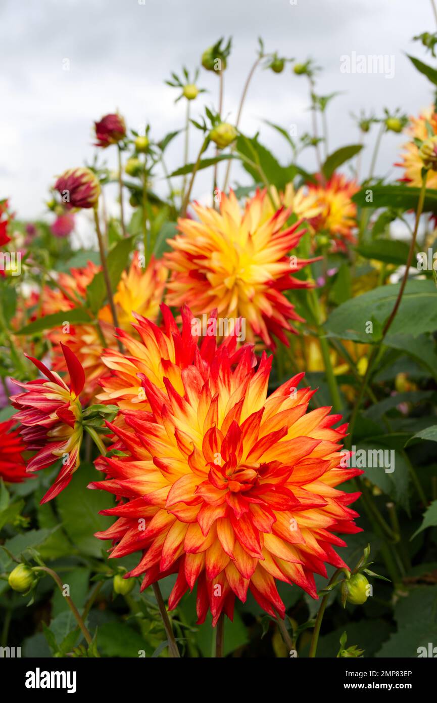 Red and yellow flowers of decorative dahlia Sunset growing in a UK