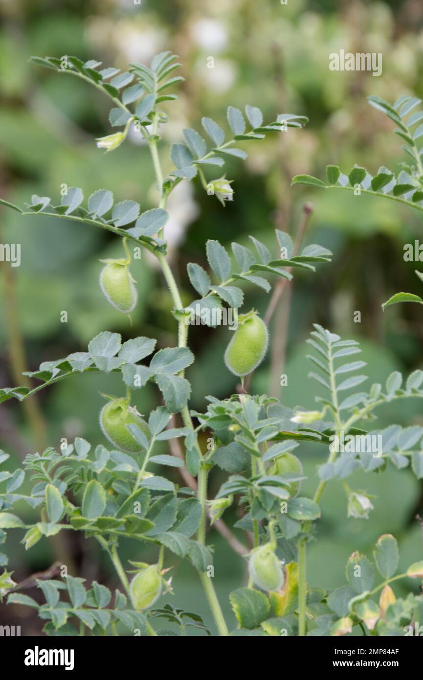Foliage and young pods of chickpea, also known as Cicer arietinum. Variety Principe growing in a UK garden September Stock Photo