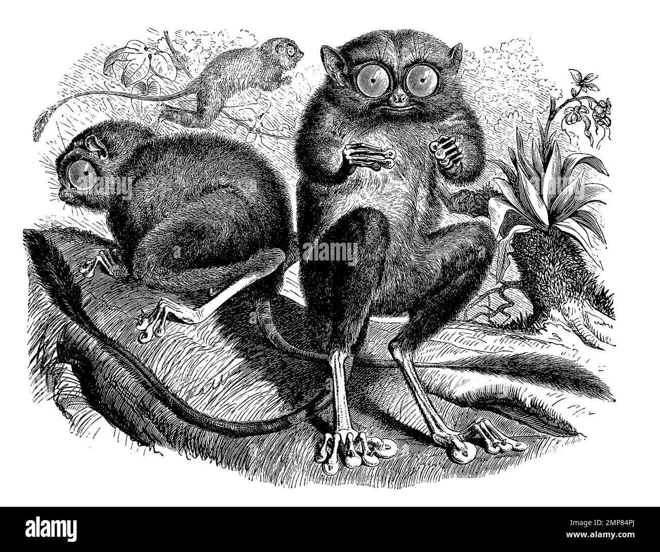 Koboldmaki, Tarsius spectrumgurskyae ist eine Primatenart aus der Gruppe der Koboldmakis, digital restaurierte Reproduktion einer Originalvorlage aus dem 19. Jahrhundert, genaues Originaldatum nicht bekannt Stock Photo