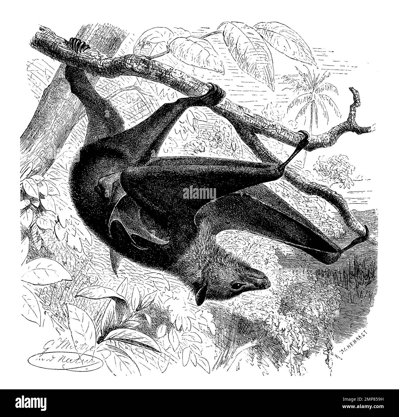 blackeared flying fox, species Pteropus melanotus, is a bat of the