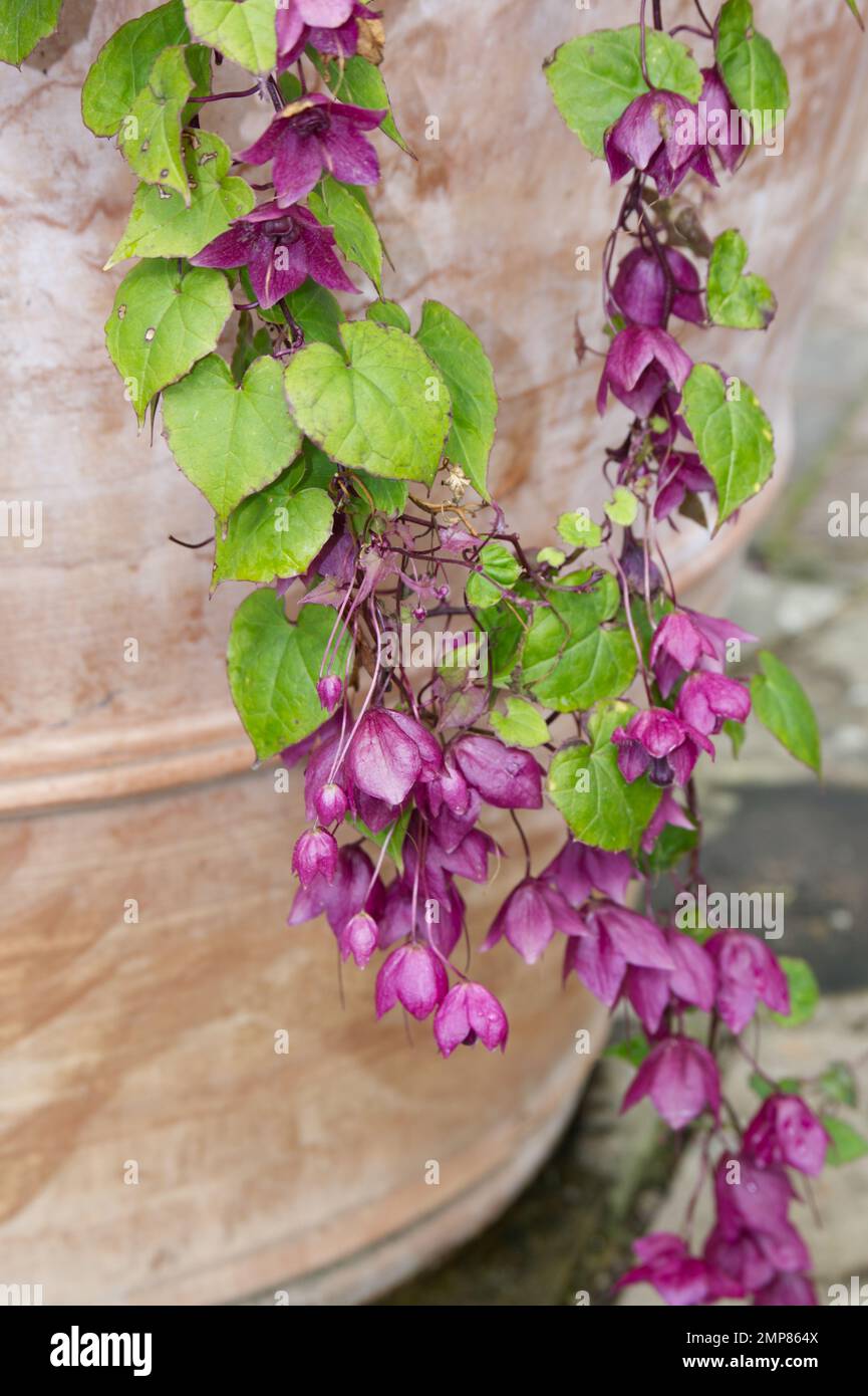 Flowers of the tender perennial Purple bell vine, Rhodochiton atrosanguineus, which is often treated as an annual, growing in a UK garden, September Stock Photo
