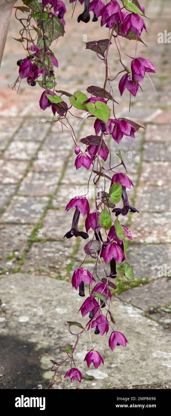 Flowers of the tender perennial Purple bell vine, Rhodochiton atrosanguineus, which is often treated as an annual, growing in a UK garden, September Stock Photo