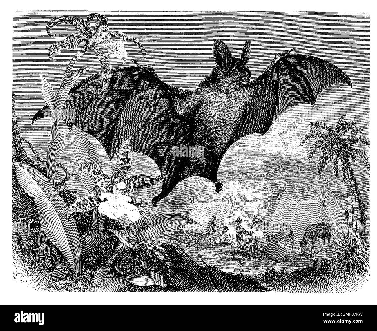 Vampir, Phyllostoma spectrum, Vampirfledermäuse, Desmodontinae, ein Taxon der Fledermäuse, digital restaurierte Reproduktion einer Originalvorlage aus dem 19. Jahrhundert, genaues Originaldatum nicht bekannt Stock Photo