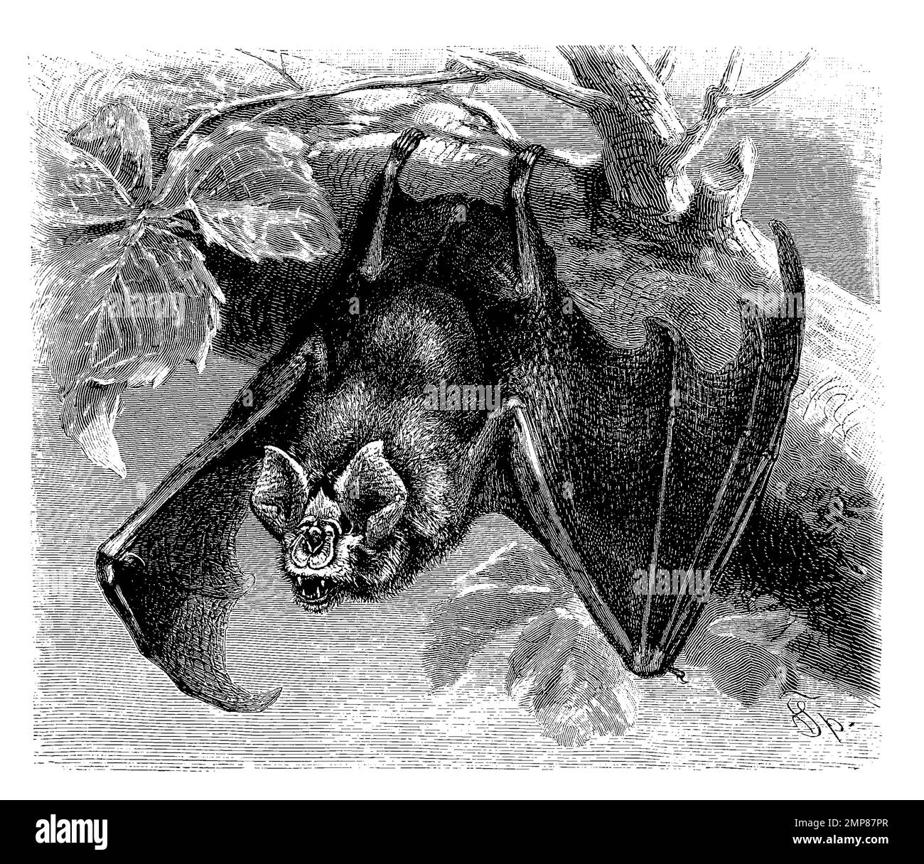 Große Hufeisennase, Rhinolophus ferrumequinum, eine Fledermausart, ist mit einer Länge von maximal sieben Zentimetern und einer Flügelspannweite von bis zu 40 Zentimetern die größte europäische Hufeisennasenart, digital restaurierte Reproduktion einer Originalvorlage aus dem 19. Jahrhundert, genaues Originaldatum nicht bekannt Stock Photo
