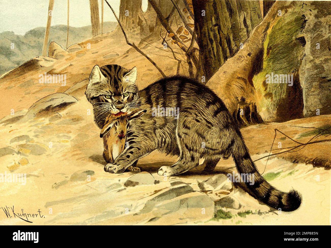 Europäische Wildkatze oder Waldkatze, Felis silvestris, digital restaurierte Reproduktion einer Originalvorlage aus dem 19. Jahrhundert, genaues Originaldatum nicht bekannt Stock Photo