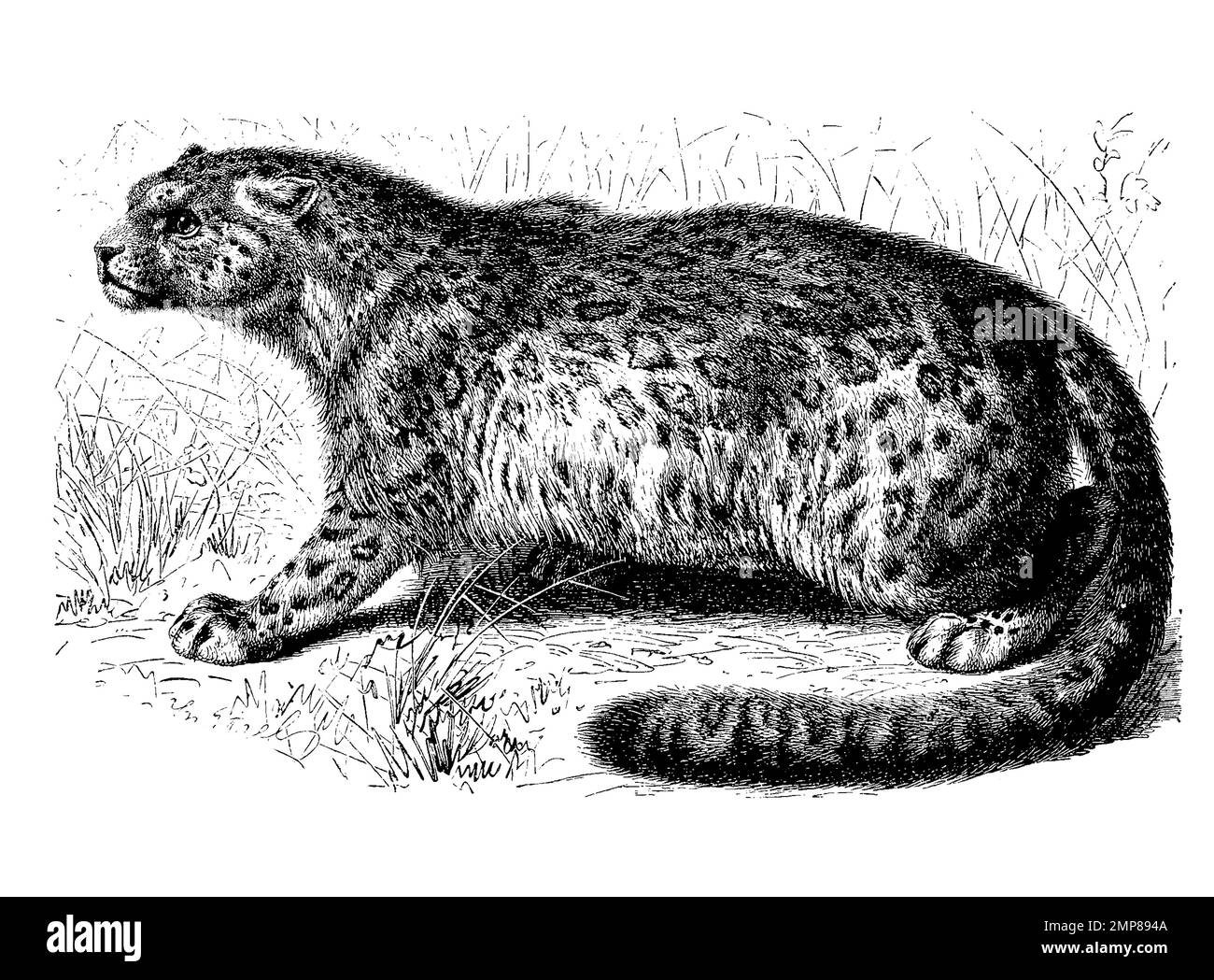 Schneeleopard, Irbis oder Unze, Panthera uncia, eine Großkatze ...