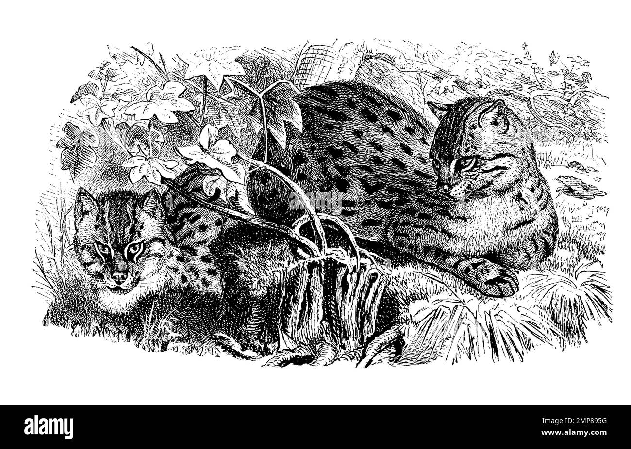 Tüpfelkatze, Taraikatze, Felis viverrina, zur Gruppe der Servale gehörige  Katzenart, digital restaurierte Reproduktion einer Originalvorlage aus dem  19. Jahrhundert, genaues Originaldatum nicht bekannt Stock Photo - Alamy, image size:1300x926